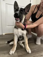 Duke, a male German Shepherd Dog for sale in North Hollywood, CA – Photo 5 of 9