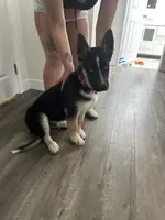 Duke, a male German Shepherd Dog for sale in North Hollywood, CA – Photo 2 of 9