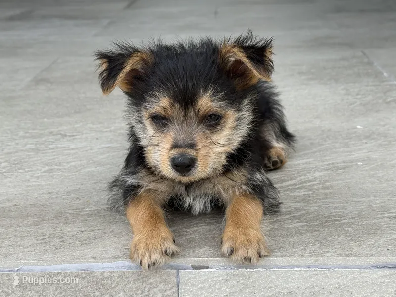 Brownie – Yorkshire Terrier puppy for sale in Miami, FL