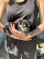 Brownie, a male Yorkshire Terrier for sale in Miami, FL – Photo 1 of 2