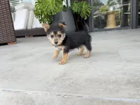 Brownie, a male Yorkshire Terrier for sale in Miami, FL – Photo 3 of 3