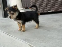 Brownie, a male Yorkshire Terrier for sale in Miami, FL – Photo 2 of 3
