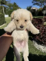 Caramel , a male Golden Retriever for sale in Miami, FL – Photo 1 of 2