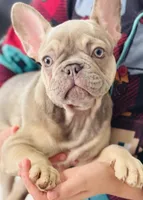 Oakley , a male French Bulldog for sale in Bossier City, LA – Photo 2 of 4
