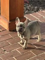 Oakley , a male French Bulldog for sale in Bossier City, LA – Photo 3 of 4