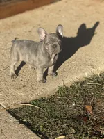 Stormy , a female French Bulldog for sale in Bossier City, LA – Photo 5 of 5
