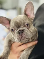 Stormy , a female French Bulldog for sale in Bossier City, LA – Photo 2 of 5