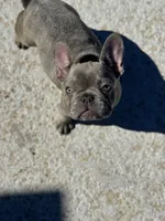 Stormy , a female French Bulldog for sale in Bossier City, LA – Photo 3 of 5