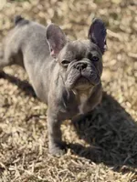 Stormy , a female French Bulldog for sale in Bossier City, LA – Photo 4 of 5