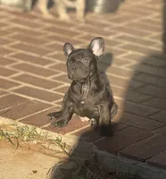 Teddy , a male French Bulldog for sale in Bossier City, LA – Photo 4 of 5