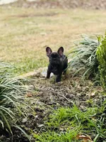 Teddy , a male French Bulldog for sale in Bossier City, LA – Photo 5 of 5