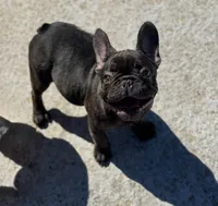Teddy , a male French Bulldog for sale in Bossier City, LA – Photo 2 of 5
