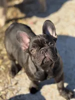 Teddy , a male French Bulldog for sale in Bossier City, LA – Photo 1 of 5