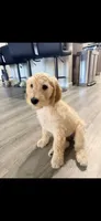 Luna, a female Goldendoodle for sale in Sacramento, CA – 3 of 3