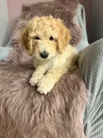 Daizy, a male Goldendoodle for sale in Sacramento, CA – 2 of 3