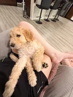 Daizy, a male Goldendoodle for sale in Sacramento, CA – 3 of 3