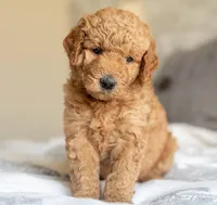 Arlo , a male Goldendoodle for sale in Sacramento, CA – 1 of 1