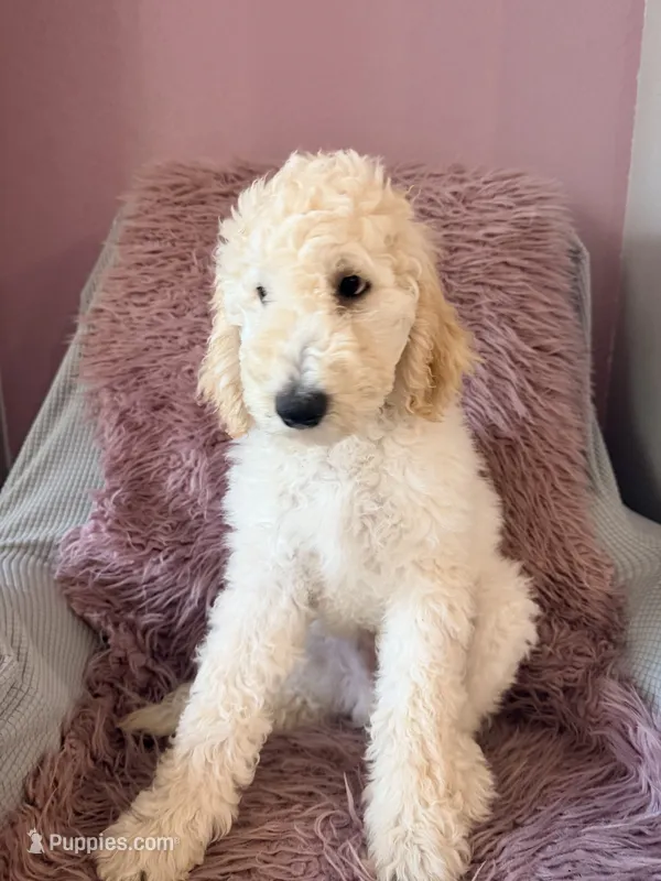 Angel – Goldendoodle puppy for sale in Sacramento, CA