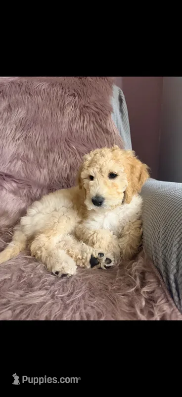 Daizy – Goldendoodle puppy for sale in Sacramento, CA