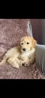 Daizy, a male Goldendoodle for sale in Sacramento, CA – 1 of 3