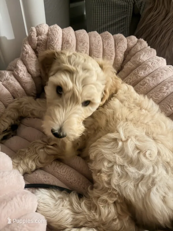 Arlo – Goldendoodle puppy for sale in Sacramento, CA