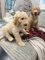 Luna, a female Goldendoodle for sale in Sacramento, CA – 2 of 3