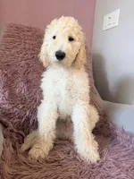 Angel, a male Goldendoodle for sale in Sacramento, CA – 3 of 3