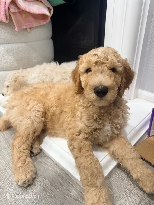 Berry – Goldendoodle puppy for sale in Sacramento, CA