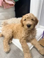 Berry, a male Goldendoodle for sale in Sacramento, CA – 1 of 3