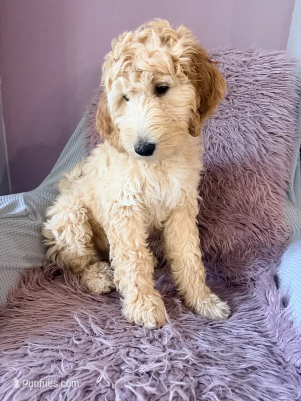 Arlo – Goldendoodle puppy for sale in Sacramento, CA