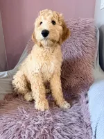 Arlo, a male Goldendoodle for sale in Sacramento, CA – 2 of 2