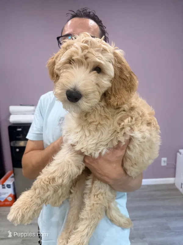 Arlo – Goldendoodle puppy for sale in Sacramento, CA