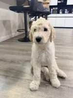 Angel, a male Goldendoodle for sale in Sacramento, CA – 3 of 3