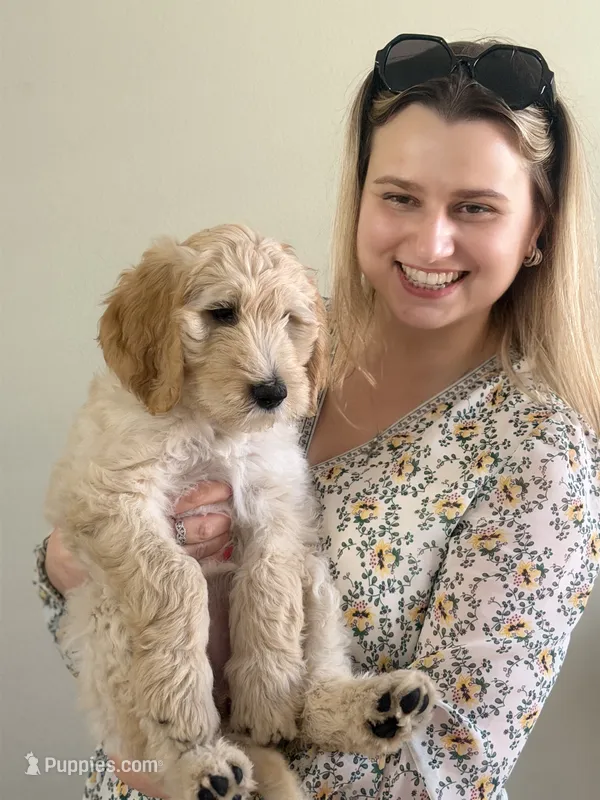 Luna – Goldendoodle puppy for sale in Sacramento, CA