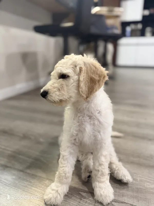 Angel – Goldendoodle puppy for sale in Sacramento, CA
