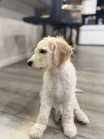 Angel, a male Goldendoodle for sale in Sacramento, CA – 1 of 3