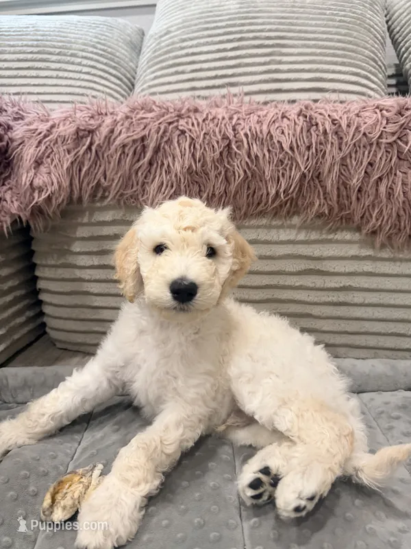 Angel – Goldendoodle puppy for sale in Sacramento, CA