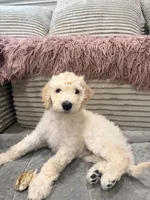 Angel, a male Goldendoodle for sale in Sacramento, CA – 2 of 3