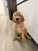 Berry, a male Goldendoodle for sale in Sacramento, CA – 3 of 3