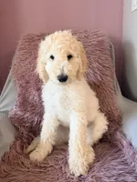Angel, a male Goldendoodle for sale in Sacramento, CA – 2 of 3