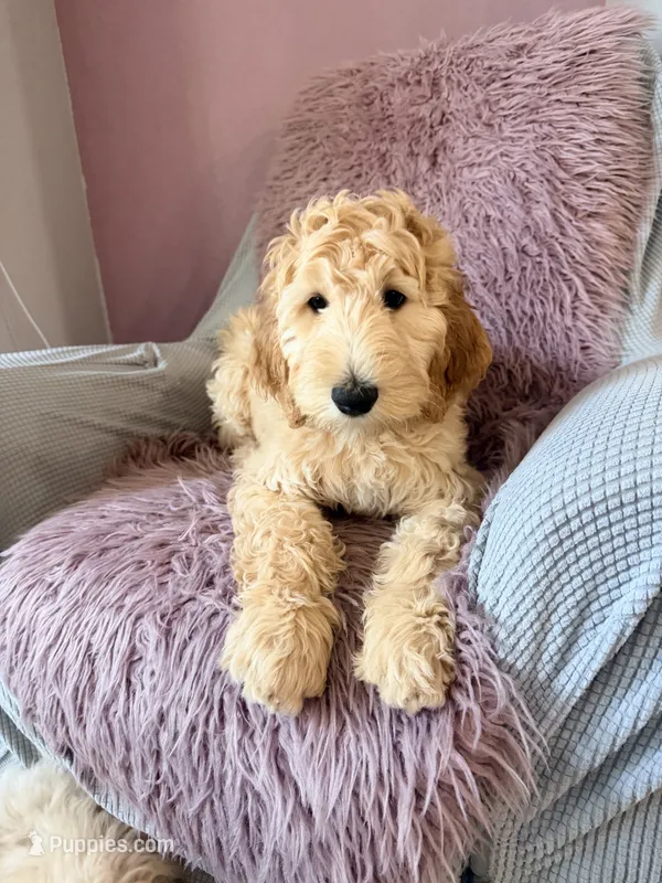 Arlo – Goldendoodle puppy for sale in Sacramento, CA