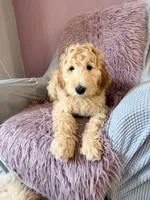 Arlo, a male Goldendoodle for sale in Sacramento, CA – 1 of 2