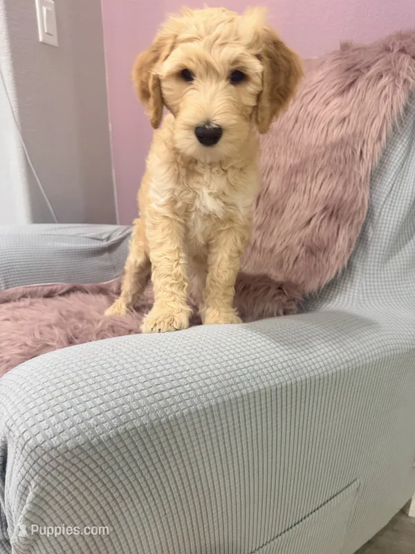 Arlo – Goldendoodle puppy for sale in Sacramento, CA