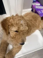 Berry, a male Goldendoodle for sale in Sacramento, CA – 2 of 3
