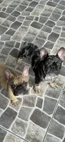French Bulldog, a male French Bulldog for sale in Hialeah, FL – Photo 2 of 2