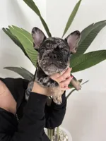 French Bulldog, a male French Bulldog for sale in Hialeah, FL – Photo 1 of 2