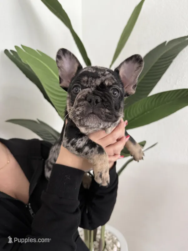 French Bulldog, a female French Bulldog for sale in Hialeah, FL – Photo 1 of 5