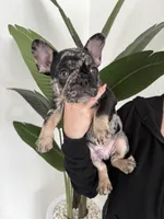 French Bulldog, a female French Bulldog for sale in Hialeah, FL – Photo 3 of 5