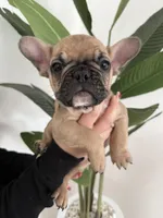 French Bulldog, a female French Bulldog for sale in Hialeah, FL – Photo 2 of 5