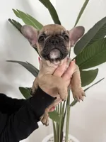 French Bulldog, a female French Bulldog for sale in Hialeah, FL – Photo 4 of 5